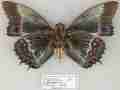 Nymphalis antiopa aberrant (Internet Image property of respective owner, non-commercial use only)